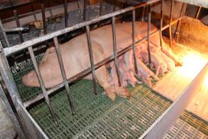 Farrowing crates at Bungowannah Piggery NSW - Australian pig farming - Captured at Bungowannah Piggery, Bungowannah NSW Australia.