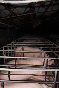 Sow stalls - Australian pig farming - Captured at Finniss Park Piggery, Mannum SA Australia.