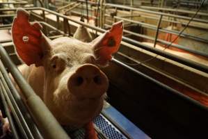 Farrowing crates at Yelmah Piggery SA - Australian pig farming - Captured at Yelmah Piggery, Magdala SA Australia.