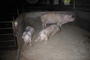 Group sow housing - Australian pig farming - Captured at Huntly Piggery, Huntly North VIC Australia.