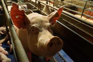 Farrowing crates at Yelmah Piggery SA - Australian pig farming - Captured at Yelmah Piggery, Magdala SA Australia.