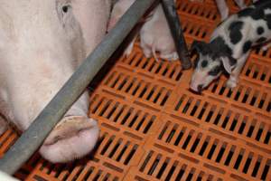 Farrowing crates at Wasleys Piggery SA - Australian pig farming - Captured at Wasleys Piggery, Pinkerton Plains SA Australia.