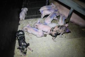 Farrowing crates at Girgarre Piggery VIC - Australian pig farming - Captured at Girgarre Piggery, Girgarre VIC Australia.