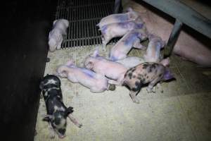 Farrowing crates at Girgarre Piggery VIC - Australian pig farming - Captured at Girgarre Piggery, Kyabram VIC Australia.