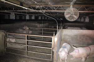 Group sow housing - Australian pig farming - Captured at Huntly Piggery, Huntly North VIC Australia.