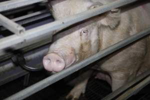 Farrowing crates at Mindarra Piggery WA - Australian pig farming - Captured at Mindarra Piggery (module 1), Boonanarring WA Australia.