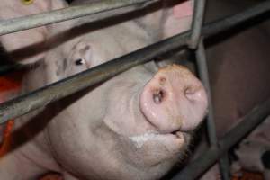 Farrowing crates at Wasleys Piggery SA - Australian pig farming - Captured at Wasleys Piggery, Pinkerton Plains SA Australia.