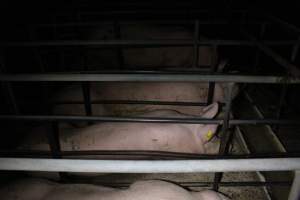 Sow stalls - Australian pig farming - Captured at Finniss Park Piggery, Mannum SA Australia.
