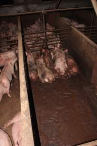 Grower pigs living in excrement - Australian pig farming - Captured at Willawa Piggery, Grong Grong NSW Australia.