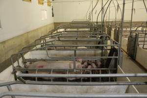 Farrowing crates at Grong Grong Piggery NSW - Australian pig farming - Captured at Grong Grong Piggery, Grong Grong NSW Australia.