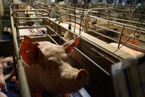 Farrowing crates at Yelmah Piggery SA - Australian pig farming - Captured at Yelmah Piggery, Magdala SA Australia.