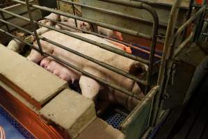 Farrowing crates at Yelmah Piggery SA - Australian pig farming - Captured at Yelmah Piggery, Magdala SA Australia.