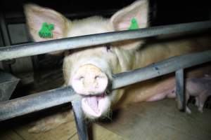 Sow biting bar of farrowing crate cage - Australian pig farming - Captured at Girgarre Piggery, Kyabram VIC Australia.