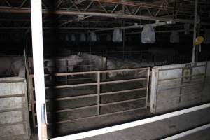 Group sow housing - Australian pig farming - Captured at Huntly Piggery, Huntly North VIC Australia.