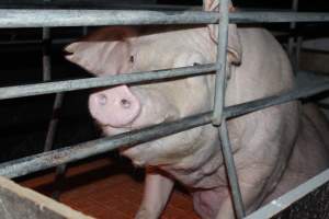 Farrowing crates at Wasleys Piggery SA - Australian pig farming - Captured at Wasleys Piggery, Pinkerton Plains SA Australia.