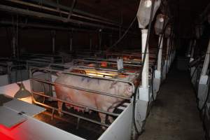 Farrowing crates at Mindarra Piggery WA - Australian pig farming - Captured at Mindarra Piggery (module 1), Boonanarring WA Australia.