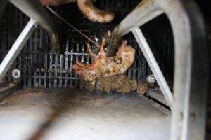 Stillborn piglets - Australian pig farming - Captured at Sheaoak Piggery, Shea-Oak Log SA Australia.