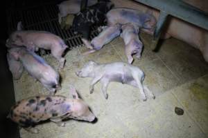 Farrowing crates at Girgarre Piggery VIC - Australian pig farming - Captured at Girgarre Piggery, Girgarre VIC Australia.