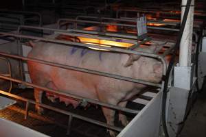 Farrowing crates at Mindarra Piggery WA - Australian pig farming - Captured at Mindarra Piggery (module 1), Boonanarring WA Australia.