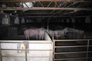 Group sow housing - Australian pig farming - Captured at Huntly Piggery, Huntly North VIC Australia.