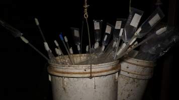 Buckets of pork stork catheters - Australian pig farming - Captured at Yelmah Piggery, Magdala SA Australia.