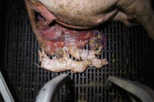 Stillborn piglets - Australian pig farming - Captured at Sheaoak Piggery, Shea-Oak Log SA Australia.