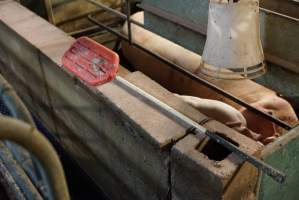 Farrowing crates at Yelmah Piggery SA - Australian pig farming - Captured at Yelmah Piggery, Magdala SA Australia.