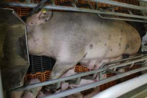 Farrowing crates at Grong Grong Piggery NSW - Australian pig farming - Captured at Grong Grong Piggery, Grong Grong NSW Australia.