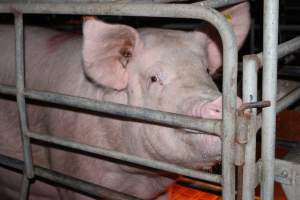 Farrowing crates at Wasleys Piggery SA - Australian pig farming - Captured at Wasleys Piggery, Pinkerton Plains SA Australia.