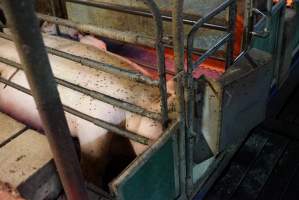 Farrowing crates at Yelmah Piggery SA - Australian pig farming - Captured at Yelmah Piggery, Magdala SA Australia.