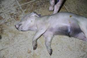 Farrowing crates at Girgarre Piggery VIC - Australian pig farming - Captured at Girgarre Piggery, Kyabram VIC Australia.