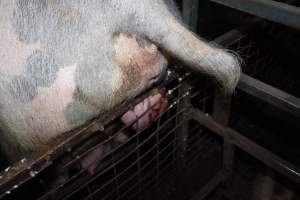 Sow with prolapse - Australian pig farming - Captured at Willawa Piggery, Grong Grong NSW Australia.