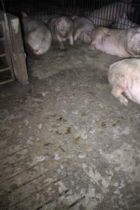 Group sow housing - Australian pig farming - Captured at Huntly Piggery, Huntly North VIC Australia.