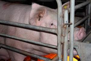 Farrowing crates at Wasleys Piggery SA - Australian pig farming - Captured at Wasleys Piggery, Pinkerton Plains SA Australia.