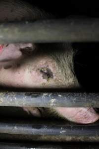 Sow stalls - Australian pig farming - Captured at Finniss Park Piggery, Mannum SA Australia.