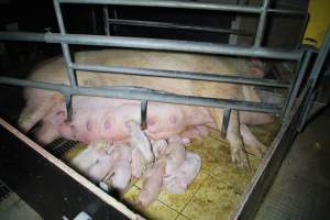 Farrowing crates at Girgarre Piggery VIC - Australian pig farming - Captured at Girgarre Piggery, Kyabram VIC Australia.