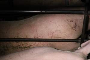 Sow with cuts and scratches - Australian pig farming - Captured at Finniss Park Piggery, Mannum SA Australia.