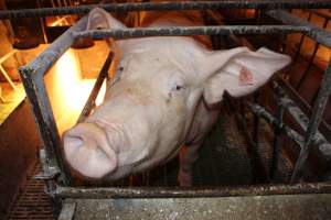 Farrowing crates at Bungowannah Piggery NSW - Australian pig farming - Captured at Bungowannah Piggery, Bungowannah NSW Australia.