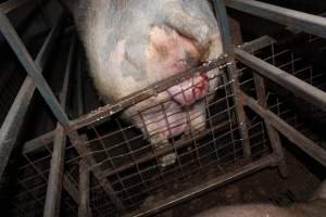 Sow with prolapse - Australian pig farming - Captured at Willawa Piggery, Grong Grong NSW Australia.