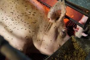 Farrowing crates at Yelmah Piggery SA - Australian pig farming - Captured at Yelmah Piggery, Magdala SA Australia.