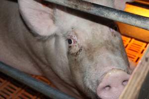 Farrowing crates at Wasleys Piggery SA - Australian pig farming - Captured at Wasleys Piggery, Pinkerton Plains SA Australia.