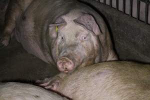 Group sow housing - Australian pig farming - Captured at Huntly Piggery, Huntly North VIC Australia.
