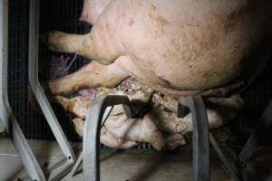 Stillborn piglets - Australian pig farming - Captured at Sheaoak Piggery, Shea-Oak Log SA Australia.