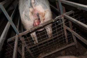 Sow with prolapse - Australian pig farming - Captured at Willawa Piggery, Grong Grong NSW Australia.