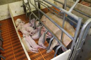 Farrowing crates at Grong Grong Piggery NSW - Australian pig farming - Captured at Grong Grong Piggery, Grong Grong NSW Australia.