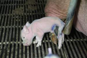 Piglet with large back thigh wound - Australian pig farming - Captured at Girgarre Piggery, Kyabram VIC Australia.