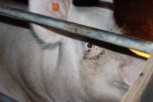 Farrowing crates at Wasleys Piggery SA - Australian pig farming - Captured at Wasleys Piggery, Pinkerton Plains SA Australia.