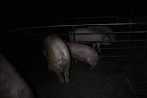 Boars and sows in mating pen - Australian pig farming - Captured at Finniss Park Piggery, Mannum SA Australia.