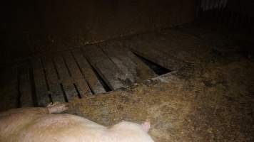 Large gaps in floor of group housing - Australian pig farming - Captured at Yelmah Piggery, Magdala SA Australia.