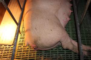 Sow with bloody, oozing injury or prolapse - Australian pig farming - Captured at Bungowannah Piggery, Bungowannah NSW Australia.